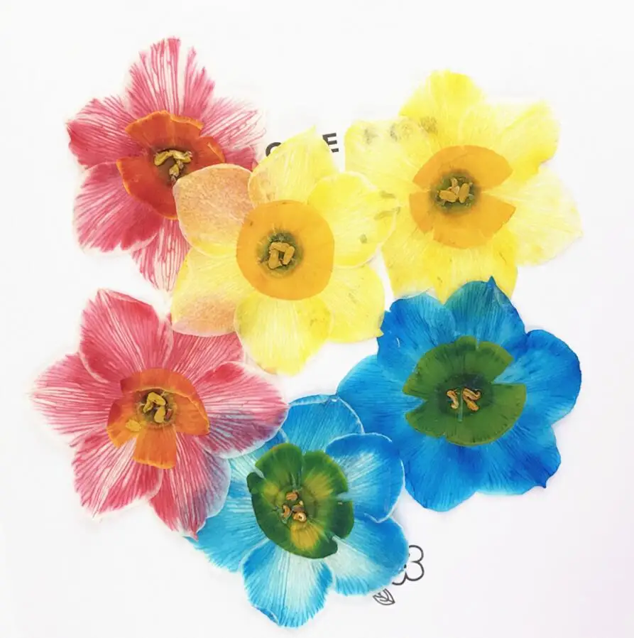 

80pcs 4cm Pressed Dried Daffodils Flower Plant Herbarium For Jewelry Postcard Invitation Card Phone Case Making DIY
