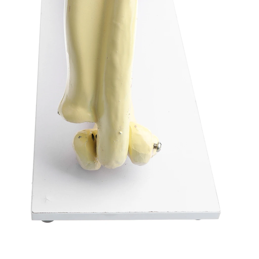 1:1 Lifesize человеческий локтевой шарнир модель с базовым медицинский анатомический учебный комплект