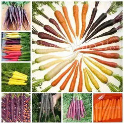 Лидер продаж! 200 шт. Multi цвет морковь карликовые деревья здоровый свежие овощи фрукты растения хорошо для пособия по кулинарии, ткацкий