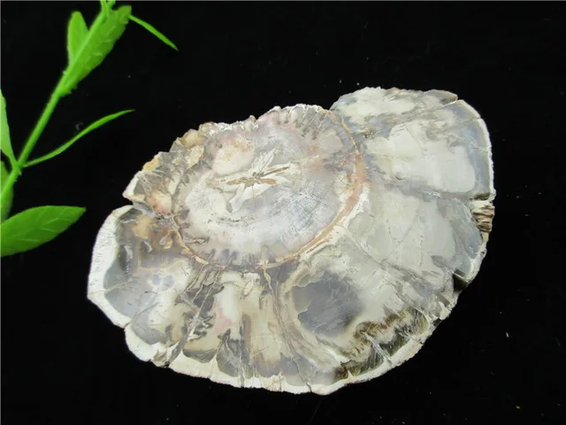 Special Price Natural Wood Root Fossil Crystal Stone Rock Stone Healing Rock Gemstone Specimen Mineral Gem