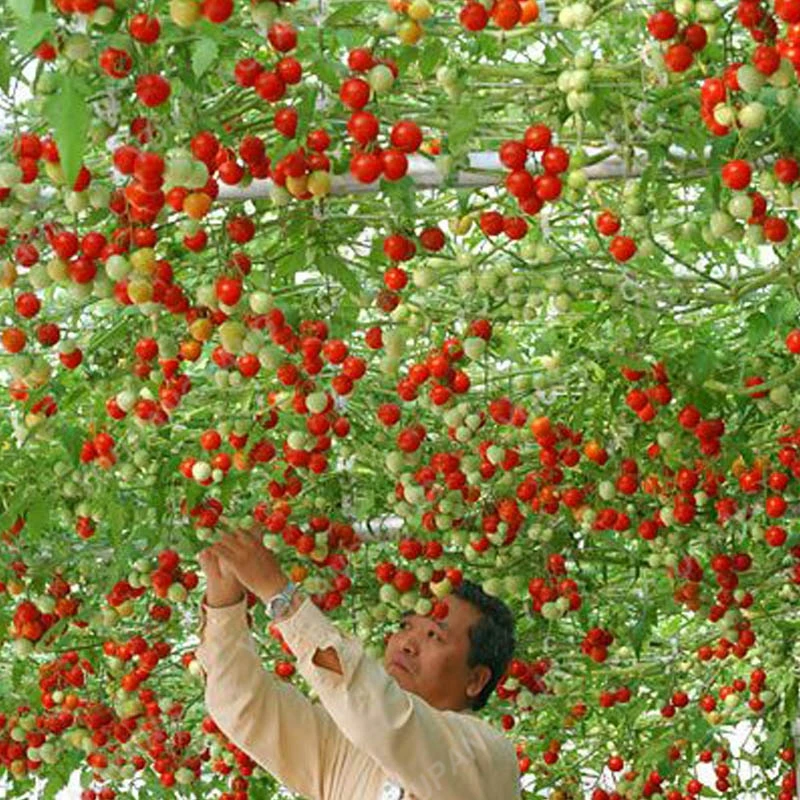 Heirloom Giant Tomato Tree 200 Healthy Delicious Nutritious Fruits