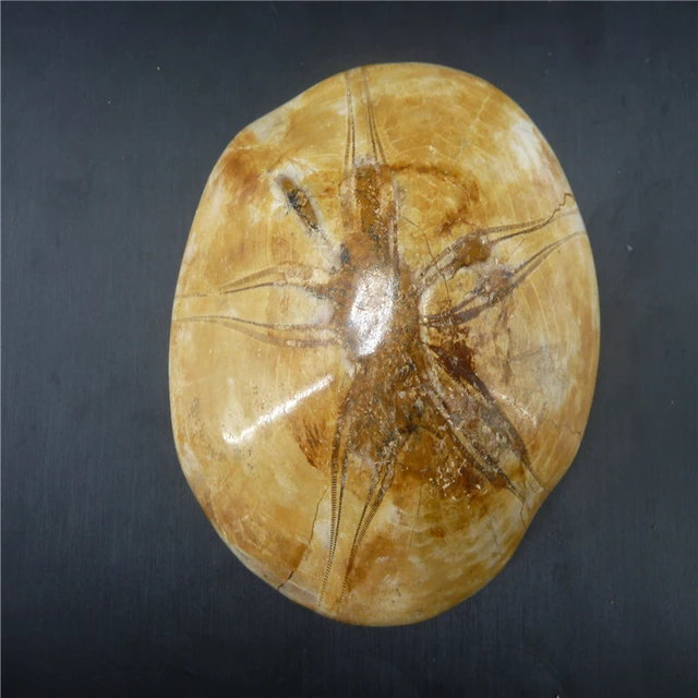 Special Offers   Natural Starfish fossil crystal specimen T951