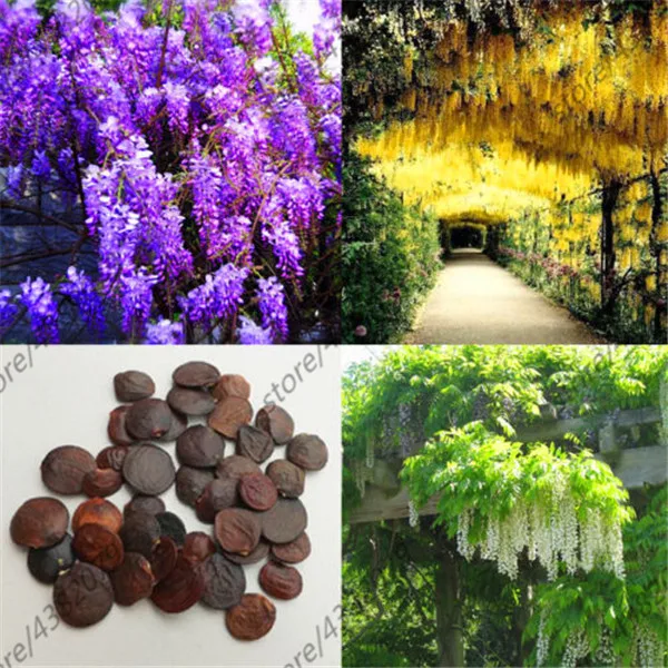 

10pcs 4 colours of Wisteria vine plants,,beautiful Purple yellow white pink Flower for home garden plant