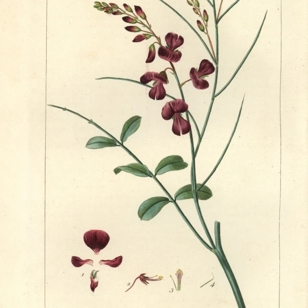Indigofera Juncea Poster Print By <ALIMT >&reg;</ALIMT> Florilegius Mary Evans (18 X 24)