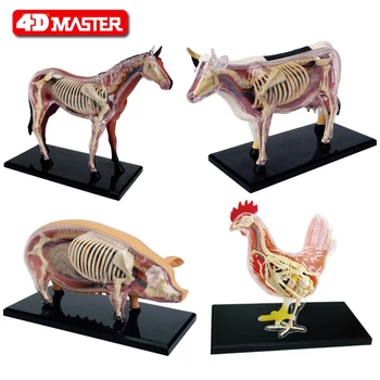 

3d chicken anatomy model horse anatomy model pig anatomy model educational toy