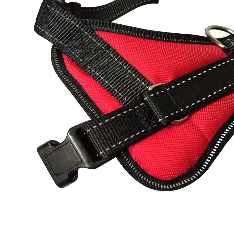 Harness for dogs of a small dog