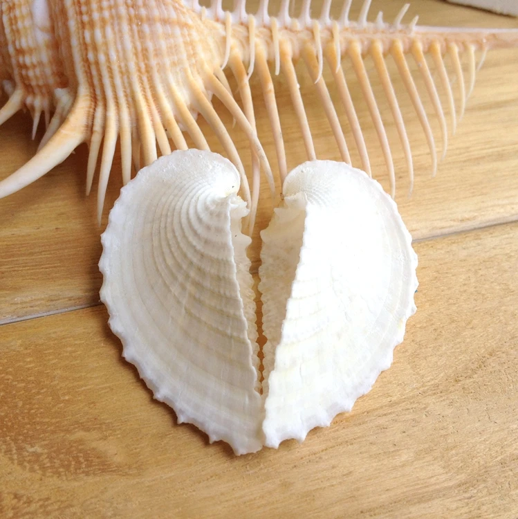 Clam Shells Concentric Type Sea Shells Natural Conch Shells Crafts Beach Wedding Decoration Nautical Home Decor Decorative Nautical Decorative Typedecorative Decorative Aliexpress Reading to my children is possibly my most favorite thing to do with them, besides crafts! clam shells concentric type sea shells natural conch shells crafts beach wedding decoration nautical home decor