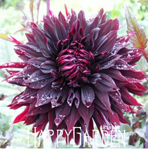 Sale!Rare Black with Red Dahlia Seeds Beautiful Perennial ...
