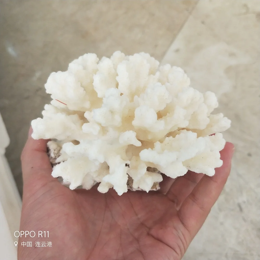 Natural Coral Tree White Coral Aquarium Landscaping Home Furnishing Ornaments Home or wedding decoration Natural Coral Tree White Coral Aquarium Landscaping Home Furnishing Ornaments Home or wedding decoration