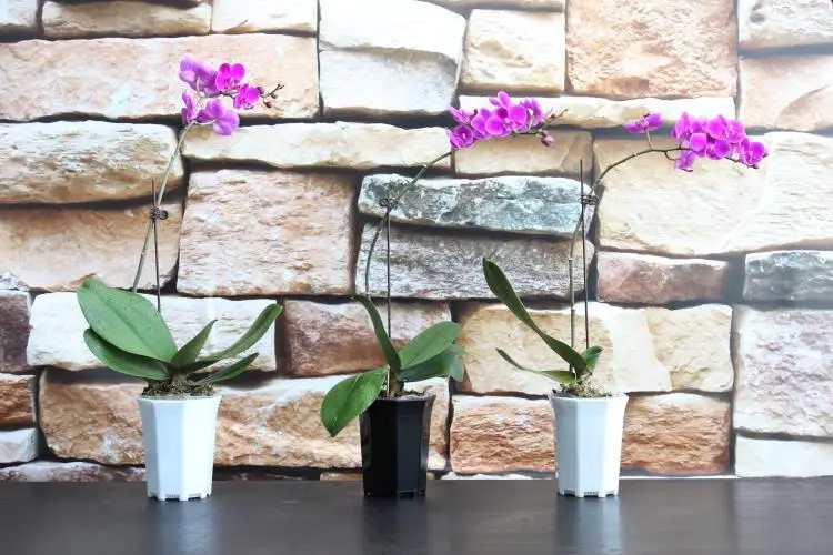 50 шт. фиксированной фаленопсис посадить цветы садовые инструменты Пластик зажим Орхидея фаленопсис