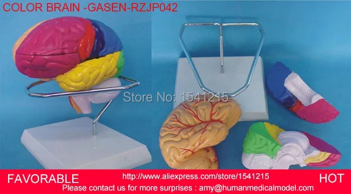 HUMAN BRAIN MODEL ,BRAIN MODELS,HUMAN HEAD ANATOMICAL MODEL BRAIN MODEL MEDICAL SCIENCE TEACHING SUPPLIES-GASEN-RZJP042