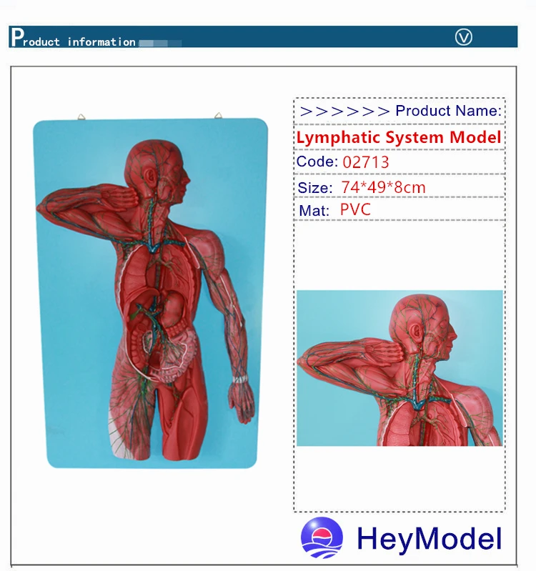 Heymodel лимфатической системы модель