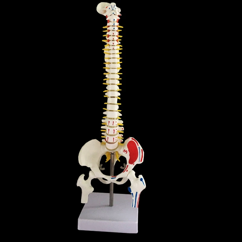 

45CM Human Spine with Pelvic Model Red Human Anatomical Anatomy Spine Medical Model School Medical teaching supplies