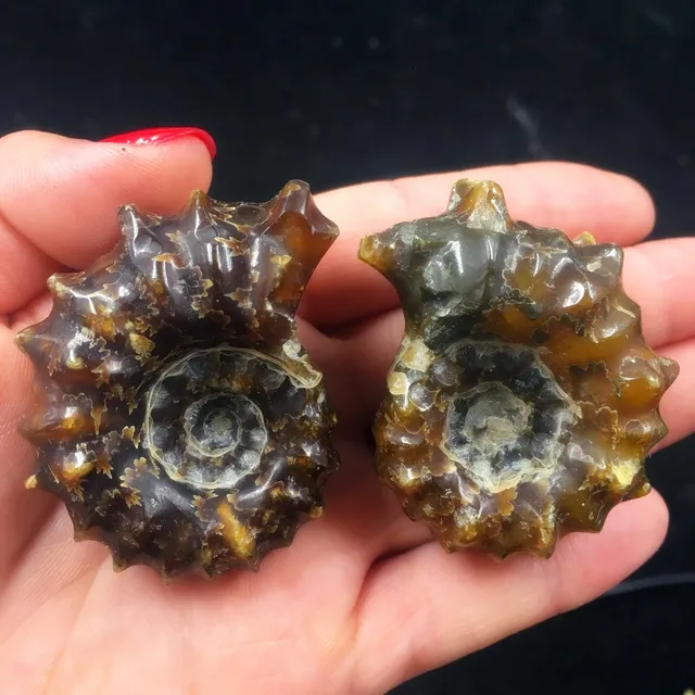 Best Offers 2pcs NATURAL Polished "Goat Horn" Fossil Ammonite Douvilleiceras Madagascar Best Offers 2pcs NATURAL Polished "Goat Horn" Fossil Ammonite Douvilleiceras Madagascar