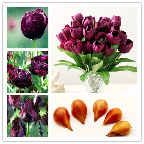 

5 pcs Purple Tulip Bulbs Bulbous Root Flowers Balcony Potted Perennial Flowers It is Bulb (Tulip Bonsai) 100% Success Rate