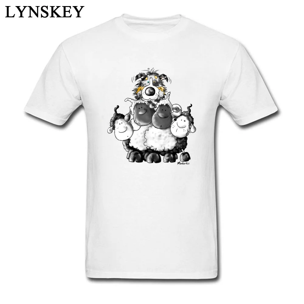 Australian Shepherd and sheep - Dog_white