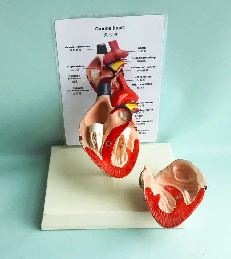 Анатомическая модель Собачьего сердца, Собачье сердце, обучающая помощь, здоровая модель сердца собаки с инструкциями на китайском и английском языках