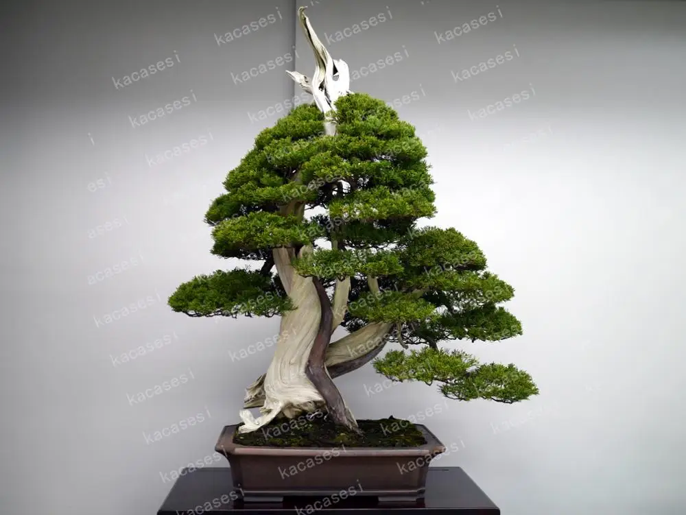 50 pcs/bag juniper bonsai tree potted flowers office bonsai purify the air absorb harmful gases juniper garden