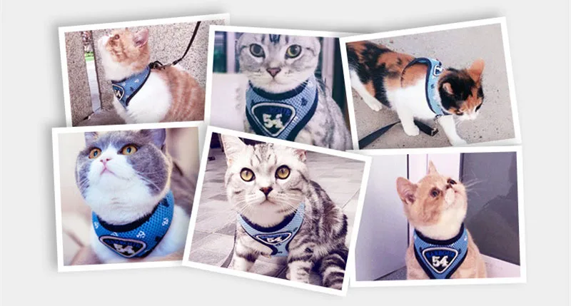 Navy Cat Harness And Leash Set (6)