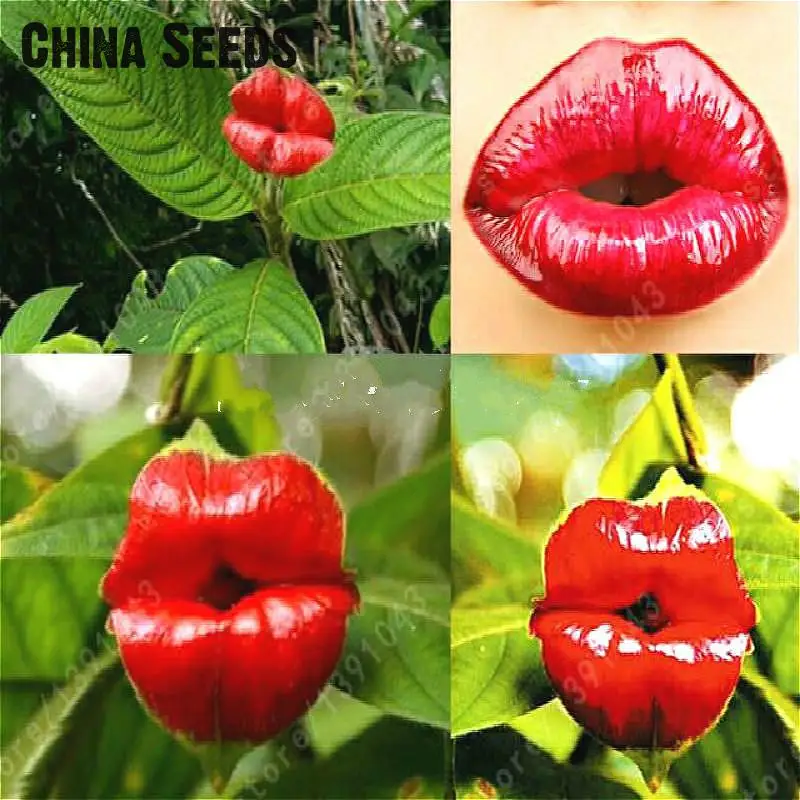 

100 Pcs / Bag Red Lips Flower bonsai Rare Flowering Pots bonsais Japanese Home Garden Chili Red Flower Perennial Plants