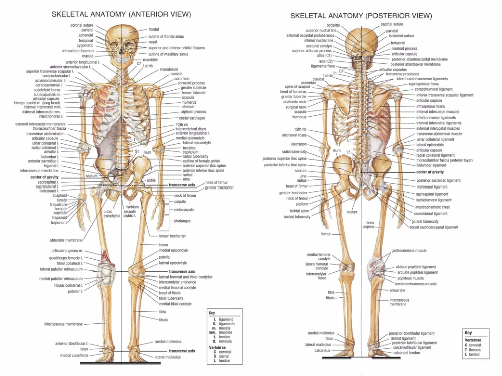 Human Body Anatomical Chart Muscular System Campus Knowledge Biology 