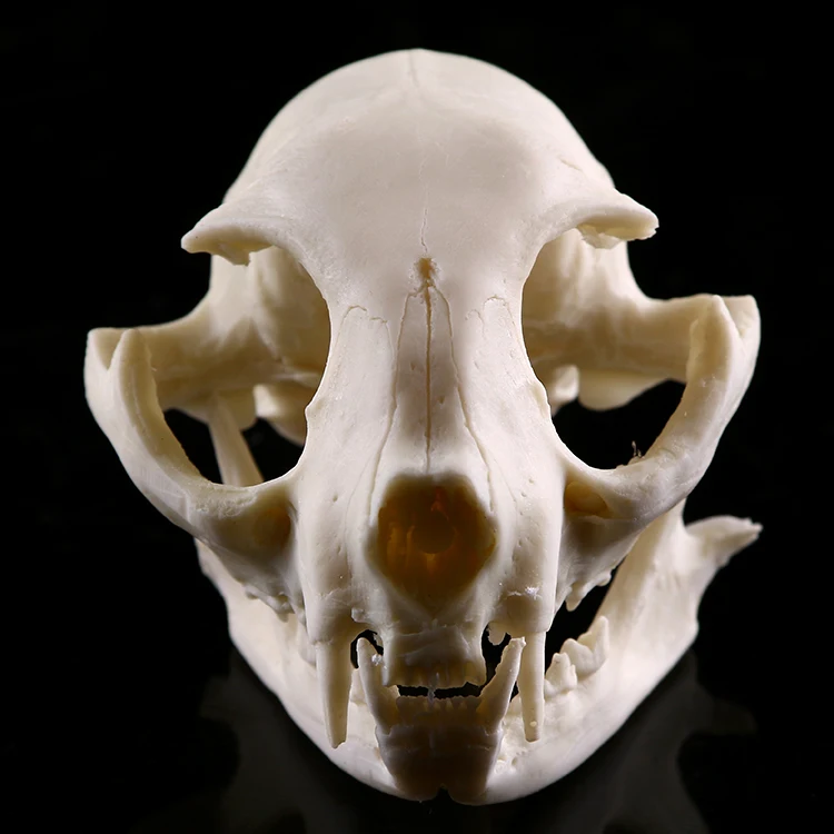 Lifelike Cat Skull Resin Head Skeleton Figurine Aquarium Ornament Home Decor
