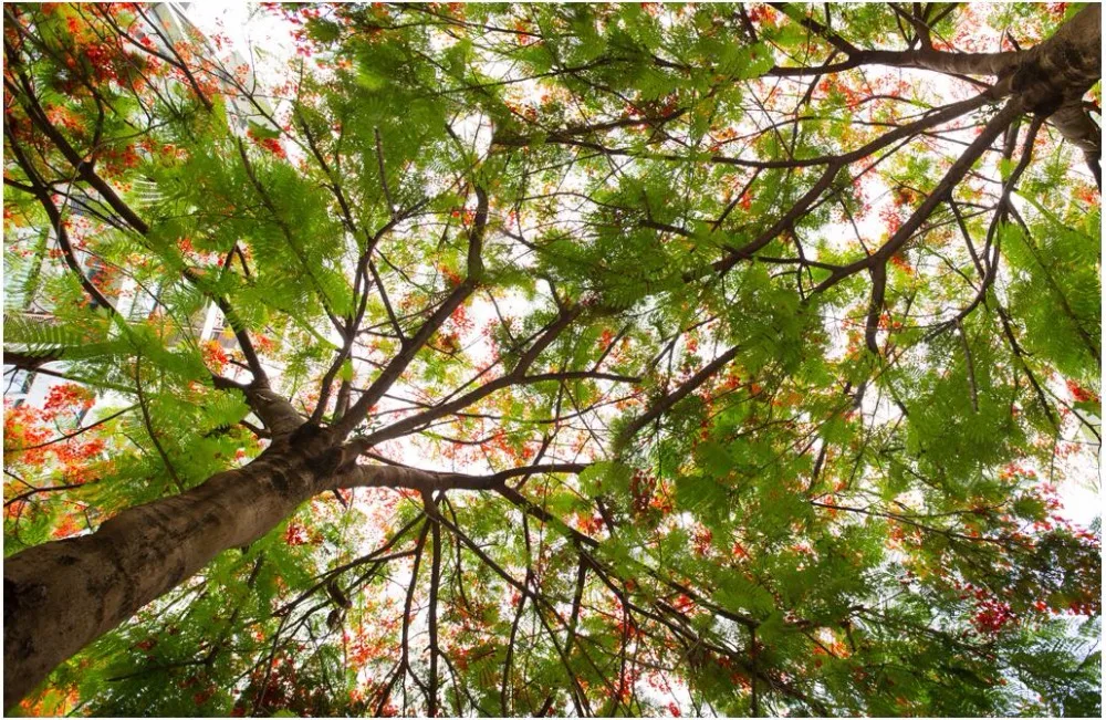 3d ceiling murals wall paper Forest tree tops the sky painting decor photo 3d wall murals wallpaper for living room walls 3 d