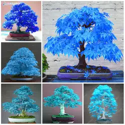 50 шт. японский бонсай редкий голубой клен мини редкое дерево для комнатных растений можно положить на стол офиса украшения жизнь домашний