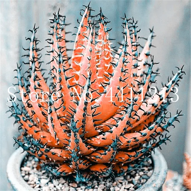 Rare Color Aloe Bonsai 100 Pcs Succulent Cactus Plants, edible, medicinaland Beauty cosmetic bonsai plants for home and garden 4