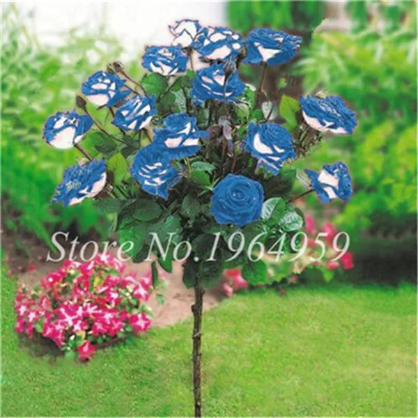 

500 Pcs/Lot Rare Blue Dragon Rose Bonsai ,Beautiful Stripe Rose Tree Bush Plant ,Diy Home Garden Flower Decoration So Bright