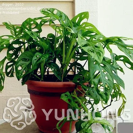 100% Genuine Rare 100pcs 10kinds mix Philodendron Bonsai, vine leaf, indoor plants Anti Radiation Absorb dust tree Bonsai