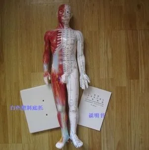 

60 cm Human Acupuncture Acupoint Model Muscle Anatomy Human Body Acupuncture Point Model Human Acupoints Model