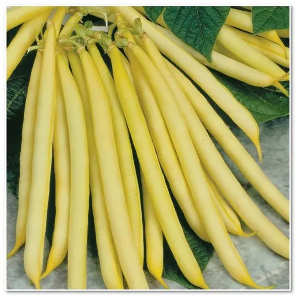 

Gold hook oil bean bonsais 5pcs organic vegetable bonsais