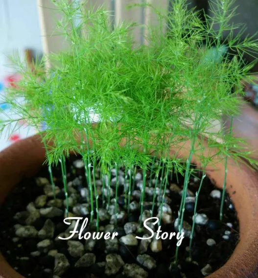 Online Buy Wholesale asparagus plants from China asparagus ...
