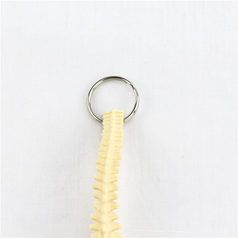  human spine key buckle ornament gift pendant key buckle human.organ anatomy medical teaching toy YS - 32913233657