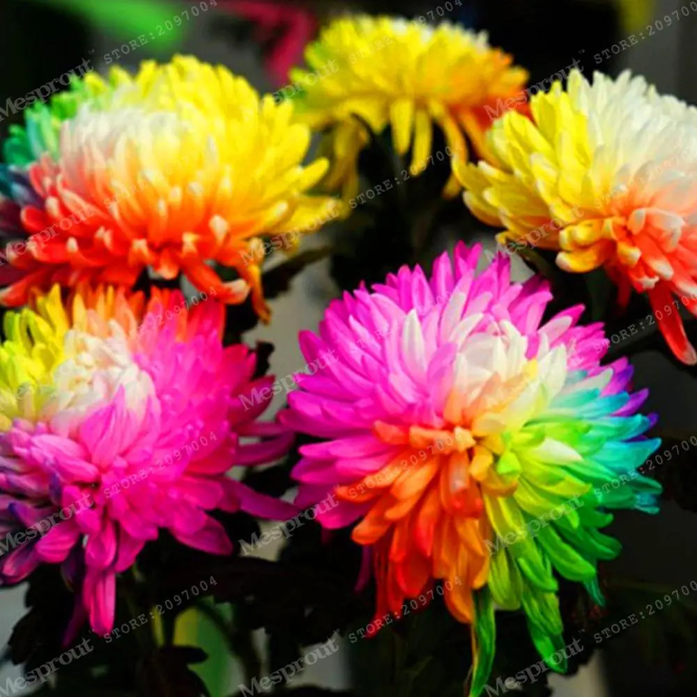 Китайская Хризантема Купить Семена