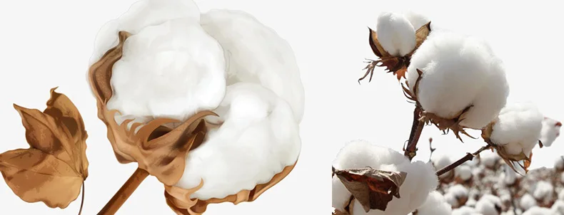 cotton 100%