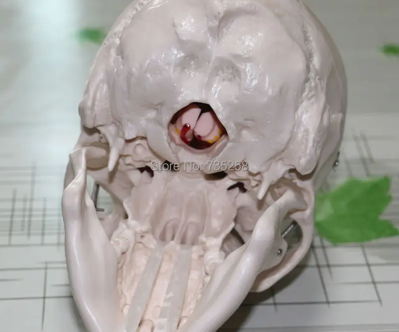 Череп модель с 8 частей мозга, модель мозга, ISO Сертификация череп и мозги модель артерии