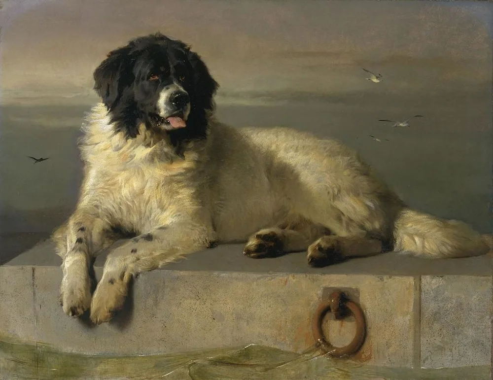 

GOOD quality # HOME OFFICE wall Decorative art # A Distinguished Member of the Humane Society Dog print painting on canvas