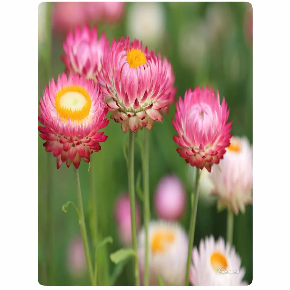 

Blanket Comfort Warmth Soft Plush Easy Care Machine Wash Colorful flowers red Sofa Bed Throw Kid Adult Warm Blanket