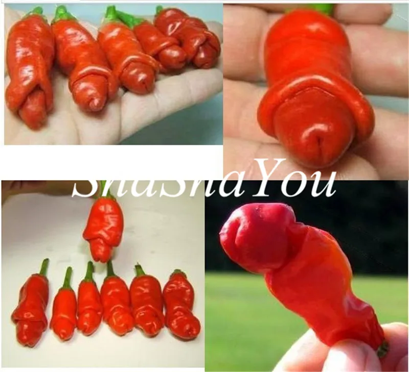 

200 Pcs Giant Spices Spicy Red Chili Hot Pepper bonsai Plants potted bonsai garden courtyard balcony plant red pepper