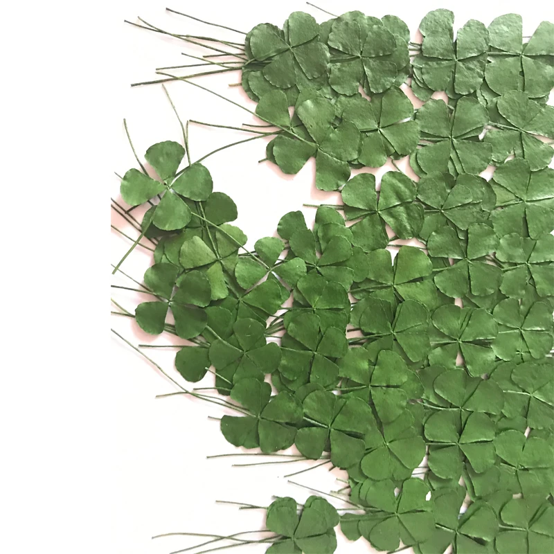 

120pcs Clover Green Color On Both Sides Pressed dried flower Dia. 1.5CM Free Shipment