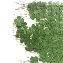 Clover Green Color And Get Free Shipping On Aliexpress 120pcs Clover Green Color On Both Sides Pressed Dried Flower Dia 1 5 2cm Free