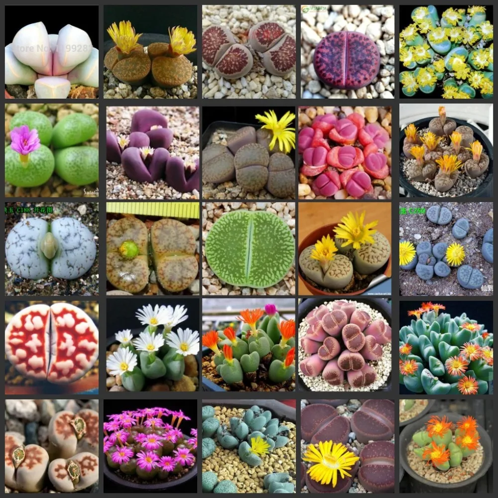 

20pcs Fresh Real succulent Lithops succulent cactus Semillas~Living stones sementes Lithops Pseudotruncatella