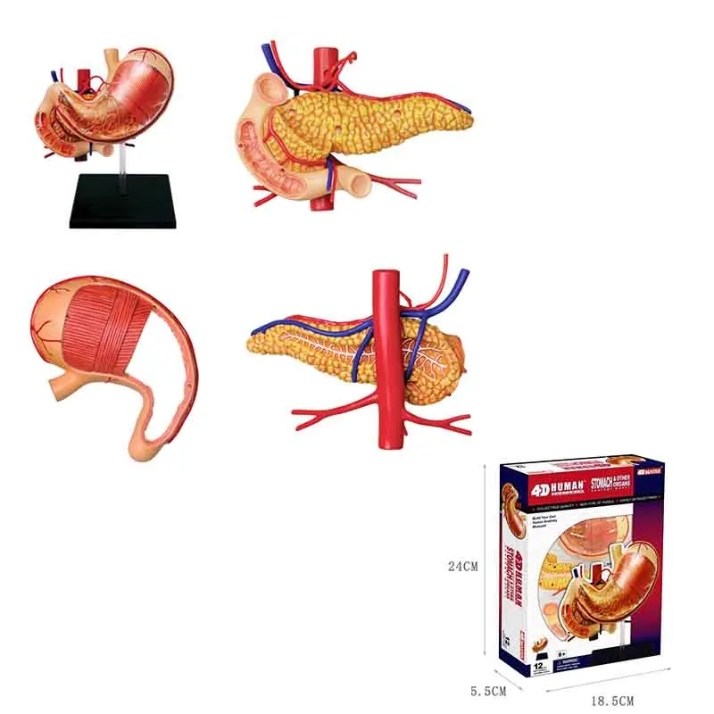Аниме человеческое тело 4D Скелет Череп для изучения анатомии манекен сердце Анатомия в натуральную величину уха Модель обучающая головоломка детская медицинская научная игрушка - Цвет: STOMACH