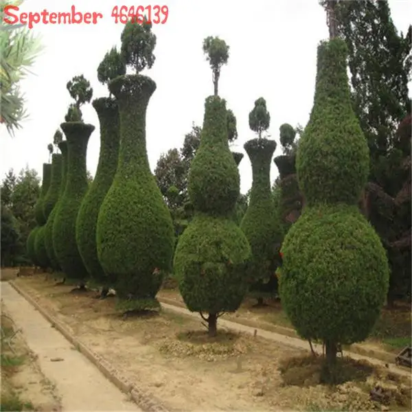 

50pcs Microbiota Decussata Siberian Carpet Cypress Arborvitae flores tree Bonsai Plant DIY Home Garden cypress tree bonsai