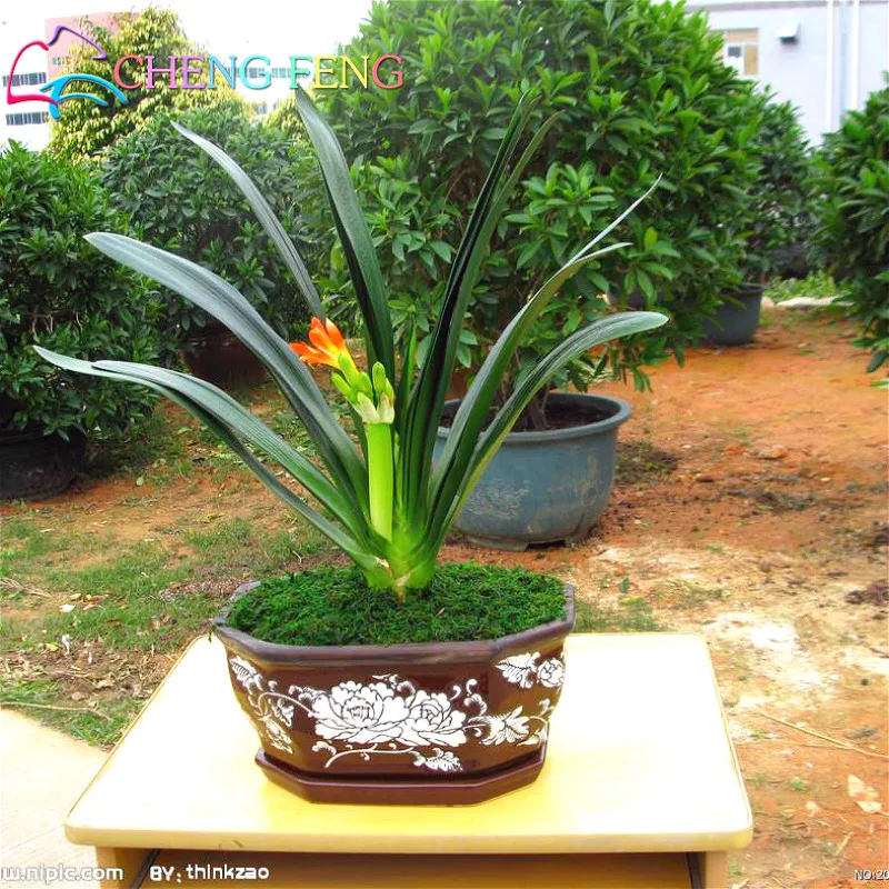 30 clivia seeds free shipping cheap flower potted seed rare bonsai balcony flowers for home garden - Flowers For Home Garden 30 clivia seeds free shipping cheap flower potted seed rare bonsai balcony flowers for home garden - Flowers For Home Garden
