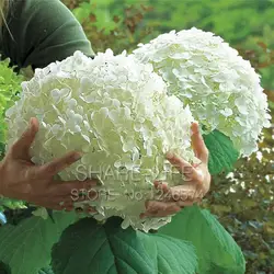 Потери Акция! 10 Белый гортензии бонсай из цветов, очаровательный цвет, великолепный балкон или двор Цветок завод