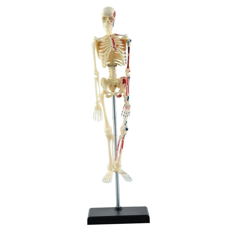 4D человеческих костей собран медицинский Применение развивающие игрушки головоломки анатомическая анатомический скелет модель медицинская анатомическая модель 20 см