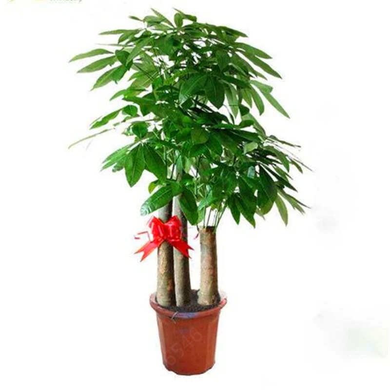 2 Pieces Mini Pachira Macrocarpa Bonsai Hawaiian Make Money Tree Plant Bonsai Pot Indoor Flowers Plant Bonsai DIY Potted Plants 2 Pieces Mini Pachira Macrocarpa Bonsai Hawaiian Make Money Tree Plant Bonsai Pot Indoor Flowers Plant Bonsai DIY Potted Plants